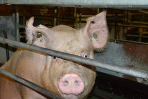 Sow in farrowing crates - Captured at Lindham Piggery, Wild Horse Plains SA Australia.