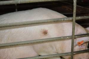 Sow with pressure sore - Captured at Dublin Piggery, Dublin SA Australia.