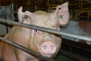 Sow in farrowing crates - Captured at Lindham Piggery, Wild Horse Plains SA Australia.