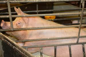 Sow in farrowing crate - Captured at Dublin Piggery, Dublin SA Australia.