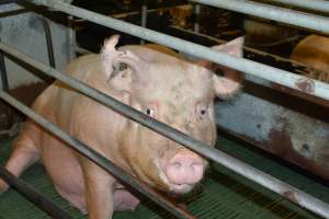 Sow in farrowing crates - Captured at Lindham Piggery, Wild Horse Plains SA Australia.