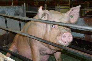 Sow in farrowing crates - Captured at Lindham Piggery, Wild Horse Plains SA Australia.