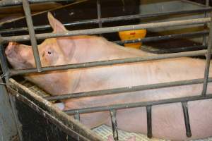 Sow in farrowing crate - Captured at Dublin Piggery, Dublin SA Australia.