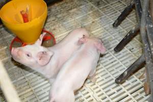 Piglets in farrowing crates - Captured at Dublin Piggery, Dublin SA Australia.