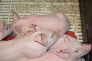 Piglets in farrowing crates - Captured at Dublin Piggery, Dublin SA Australia.