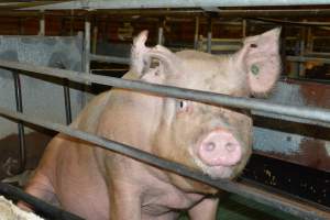 Sow in farrowing crates - Captured at Lindham Piggery, Wild Horse Plains SA Australia.