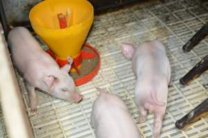 Piglets in farrowing crates - Captured at Dublin Piggery, Dublin SA Australia.