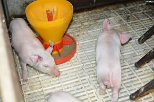 Piglets in farrowing crates - Captured at Dublin Piggery, Dublin SA Australia.