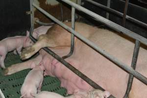 Sow who doesn't fit in farrowing crates - Captured at Lindham Piggery, Wild Horse Plains SA Australia.