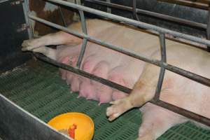 Sow who doesn't fit in farrowing crates - Captured at Lindham Piggery, Wild Horse Plains SA Australia.