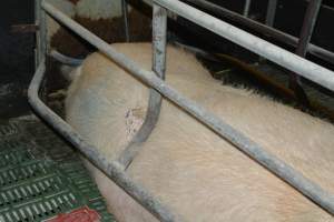 Sow who doesn't fit in farrowing crates - Captured at Lindham Piggery, Wild Horse Plains SA Australia.