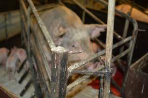 Farrowing crates - Captured at Dublin Piggery, Dublin SA Australia.