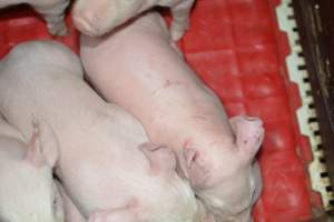 Farrowing crates - Captured at Dublin Piggery, Dublin SA Australia.