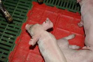 Piglets in farrowing crates - Captured at Dublin Piggery, Dublin SA Australia.