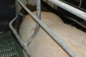 Sow who doesn't fit in farrowing crates - Captured at Lindham Piggery, Wild Horse Plains SA Australia.