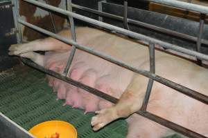 Sow who doesn't fit in farrowing crates - Captured at Lindham Piggery, Wild Horse Plains SA Australia.