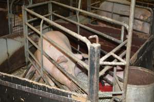 Farrowing crates - Captured at Dublin Piggery, Dublin SA Australia.