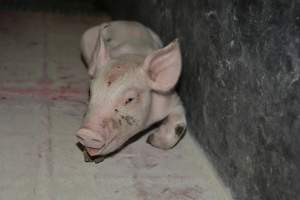 Unwell piglet - Captured at Lindham Piggery, Wild Horse Plains SA Australia.