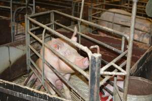 Farrowing crates - Captured at Dublin Piggery, Dublin SA Australia.