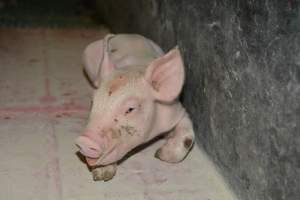 Unwell piglet - Captured at Lindham Piggery, Wild Horse Plains SA Australia.