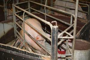 Farrowing crates - Captured at Dublin Piggery, Dublin SA Australia.