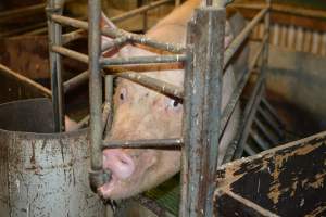 Farrowing crates - Captured at Dublin Piggery, Dublin SA Australia.