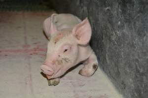 Farrowing crates - Captured at Lindham Piggery, Wild Horse Plains SA Australia.