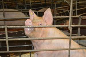 Farrowing crates - Captured at Dublin Piggery, Dublin SA Australia.