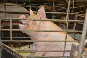 Farrowing crates - Captured at Dublin Piggery, Dublin SA Australia.