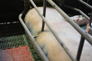 Sow who doesn't fit in farrowing crates - Captured at Lindham Piggery, Wild Horse Plains SA Australia.