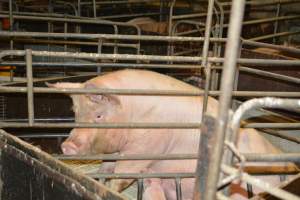 Farrowing crates - Captured at Dublin Piggery, Dublin SA Australia.