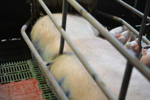 Sow who doesn't fit in farrowing crates - Captured at Lindham Piggery, Wild Horse Plains SA Australia.