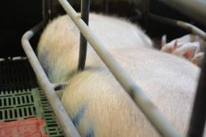 Sow who doesn't fit in farrowing crates - Captured at Lindham Piggery, Wild Horse Plains SA Australia.