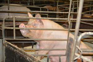 Farrowing crates - Captured at Dublin Piggery, Dublin SA Australia.