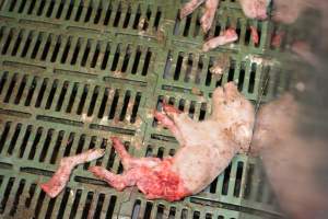 Dead piglets in farrowing pens - Captured at Dublin Piggery, Dublin SA Australia.