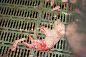 Dead piglets in farrowing pens - Captured at Dublin Piggery, Dublin SA Australia.