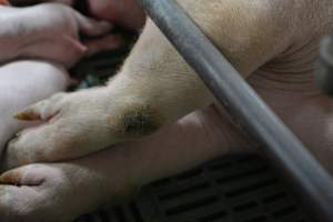 Pressure sore on sow - Captured at Lindham Piggery, Wild Horse Plains SA Australia.