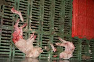 Dead piglets in farrowing pens - Captured at Dublin Piggery, Dublin SA Australia.