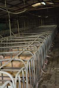 Sow stalls - Captured at Dublin Piggery, Dublin SA Australia.