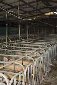 Sow stalls - Captured at Dublin Piggery, Dublin SA Australia.