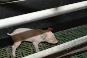 Piglet in farrowing crate - Captured at Lindham Piggery, Wild Horse Plains SA Australia.