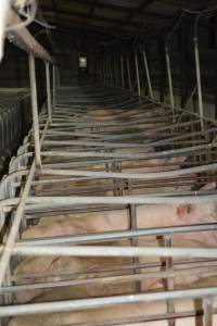 Sow stalls - Captured at Dublin Piggery, Dublin SA Australia.