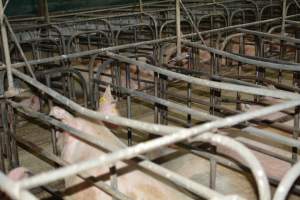 Sow stalls - Captured at Dublin Piggery, Dublin SA Australia.