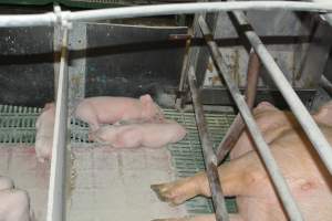 Farrowing crates - Captured at Lindham Piggery, Wild Horse Plains SA Australia.