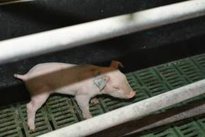 Farrowing crates - Captured at Lindham Piggery, Wild Horse Plains SA Australia.