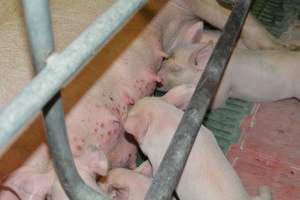 Sow with painful skin condition - Captured at Lindham Piggery, Wild Horse Plains SA Australia.