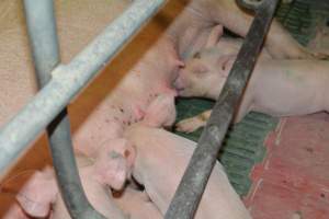 Sow with painful skin condition - Captured at Lindham Piggery, Wild Horse Plains SA Australia.