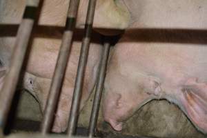 Sow stalls - Captured at Dublin Piggery, Dublin SA Australia.