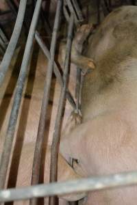 Sow stalls - Captured at Dublin Piggery, Dublin SA Australia.