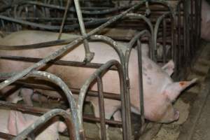 Sow stalls - Captured at Dublin Piggery, Dublin SA Australia.